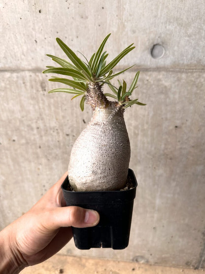 【現品限り】パキポディウム・グラキリス 現地株 発根済み 2年ほど管理【D18】 Pachypodium rosulatum