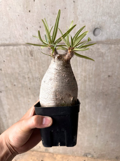 【現品限り】パキポディウム・グラキリス 現地株 発根済み 2年ほど管理【D18】 Pachypodium rosulatum