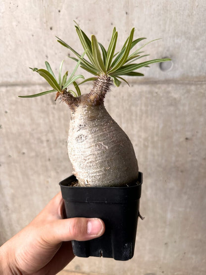 【現品限り】パキポディウム・グラキリス 現地株 発根済み 2年ほど管理【D18】 Pachypodium rosulatum