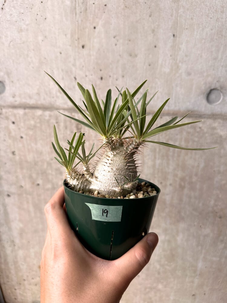 【現品限り】パキポディウム・グラキリス 実生 大株 コレクション株【D19】 Pachypodium gracilius