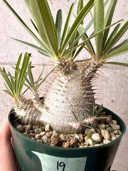 【現品限り】パキポディウム・グラキリス 実生 大株 コレクション株【D19】 Pachypodium gracilius