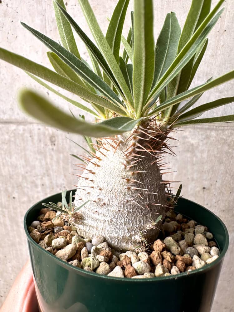 【現品限り】パキポディウム・グラキリス 実生 大株 コレクション株【D19】 Pachypodium gracilius