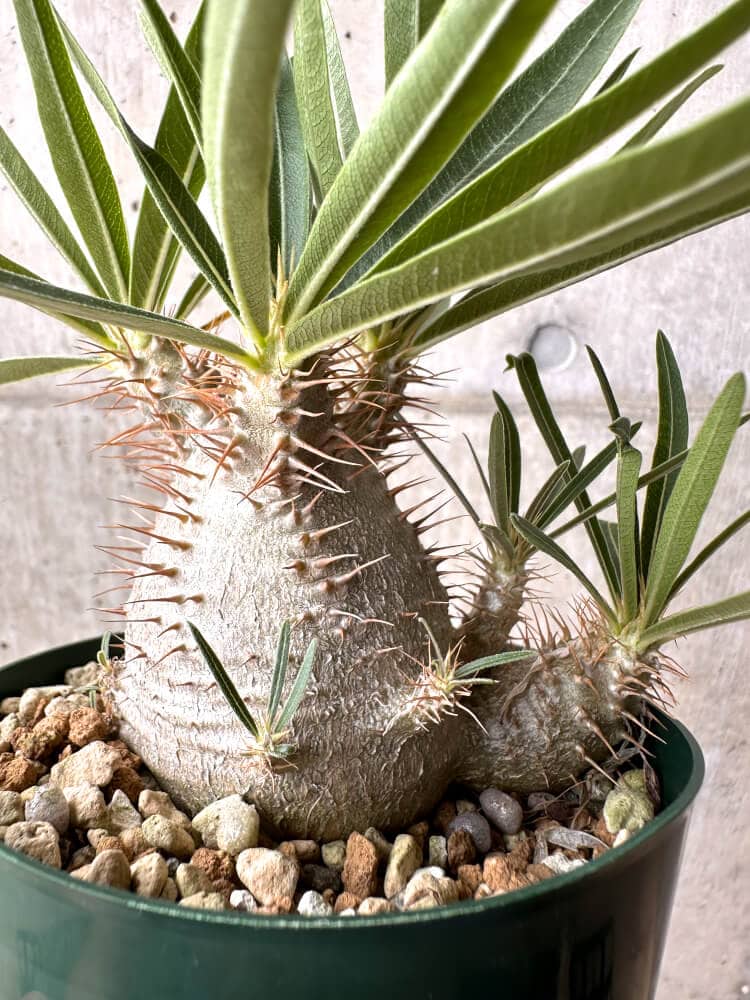 【現品限り】パキポディウム・グラキリス 実生 大株 コレクション株【D19】 Pachypodium gracilius