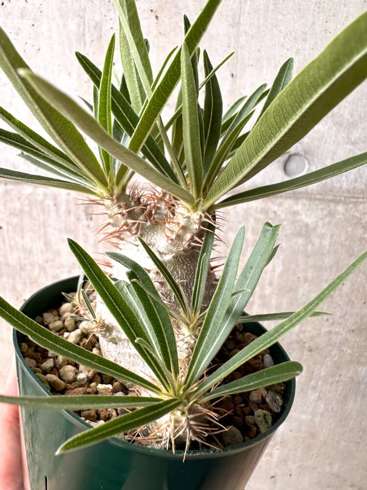 【現品限り】パキポディウム・グラキリス 実生 大株 コレクション株【D19】 Pachypodium gracilius