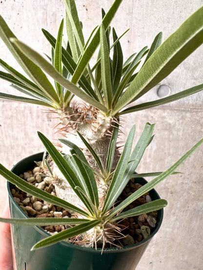 【現品限り】パキポディウム・グラキリス 実生 大株 コレクション株【D19】 Pachypodium gracilius