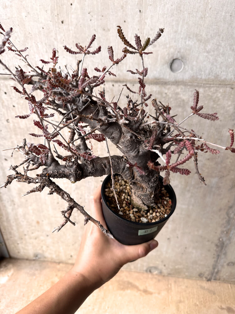 【現品限り】ボスウェリア・ネグレクタ 発根済み 2年以上管理【D1】 Boswellia neglecta