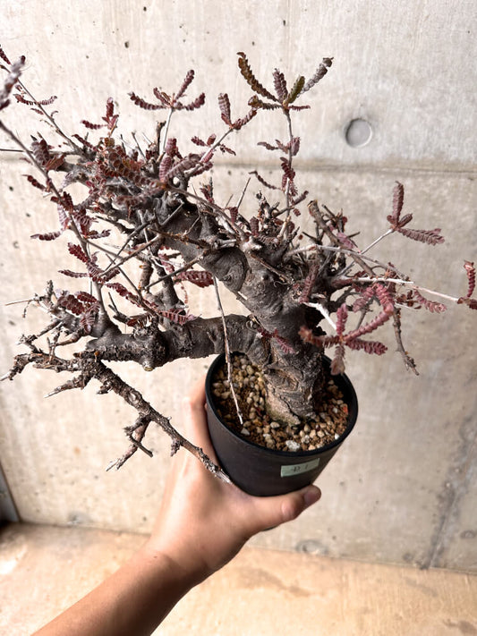 【現品限り】ボスウェリア・ネグレクタ 発根済み 2年以上管理【D1】 Boswellia neglecta