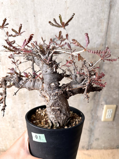 【現品限り】ボスウェリア・ネグレクタ 発根済み 2年以上管理【D1】 Boswellia neglecta