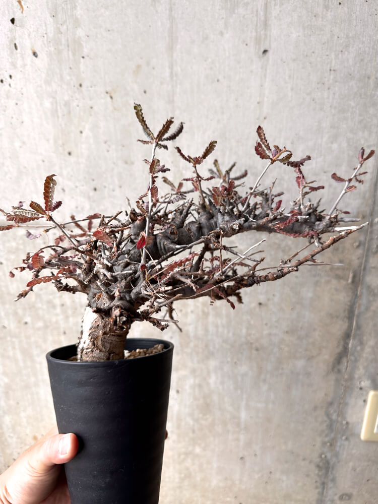 【現品限り】ボスウェリア・ネグレクタ 発根済み 2年以上管理【D1】 Boswellia neglecta