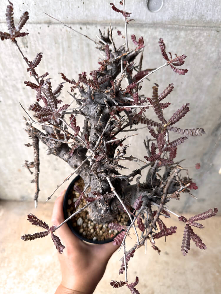 【現品限り】ボスウェリア・ネグレクタ 発根済み 2年以上管理【D1】 Boswellia neglecta