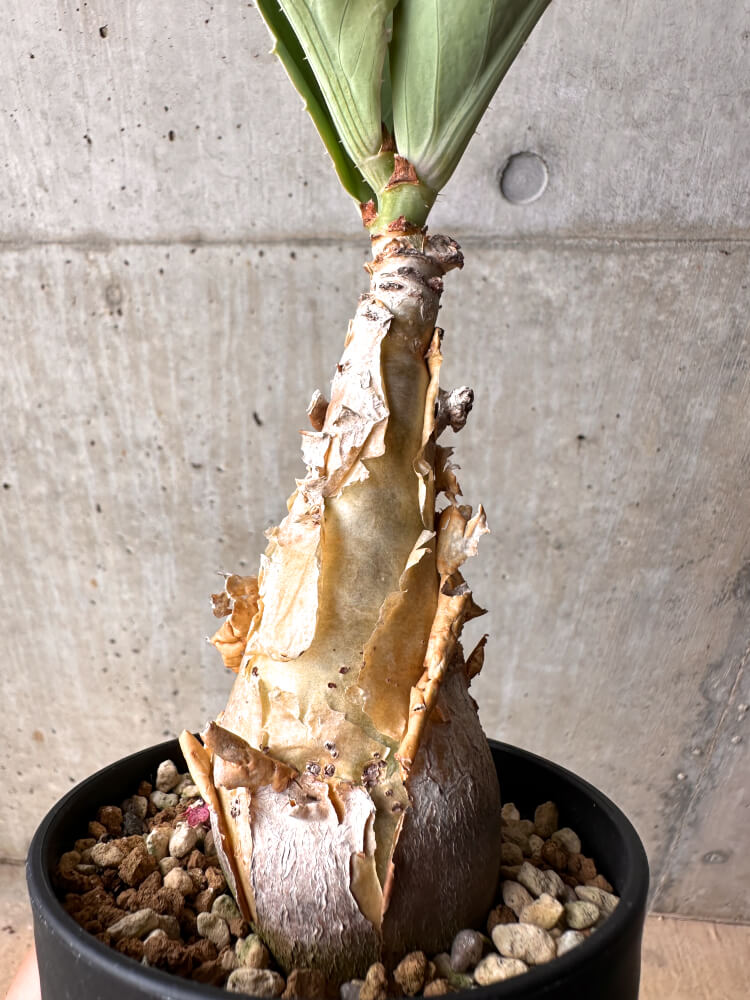 【現品限り】キフォステンマ・バイネシー【D20】 Cyphostemma bainesii