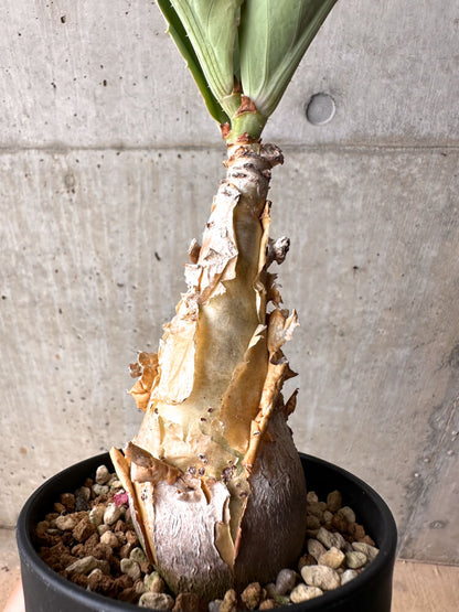 【現品限り】キフォステンマ・バイネシー【D20】 Cyphostemma bainesii