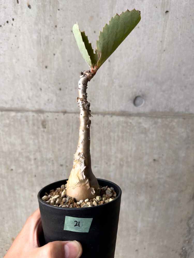 【現品限り】キフォステンマ・バイネシー【D21】 Cyphostemma bainesii