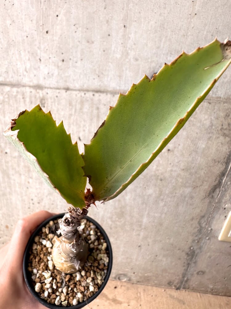 【現品限り】キフォステンマ・バイネシー【D21】 Cyphostemma bainesii