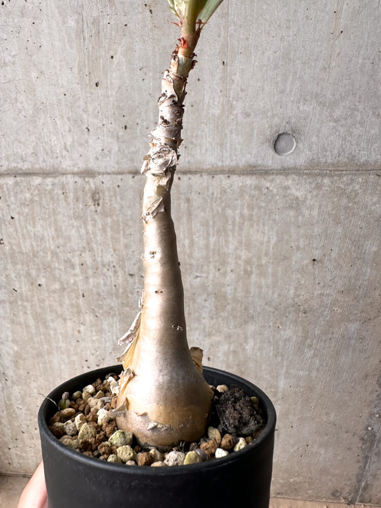 【現品限り】キフォステンマ・バイネシー【D21】 Cyphostemma bainesii