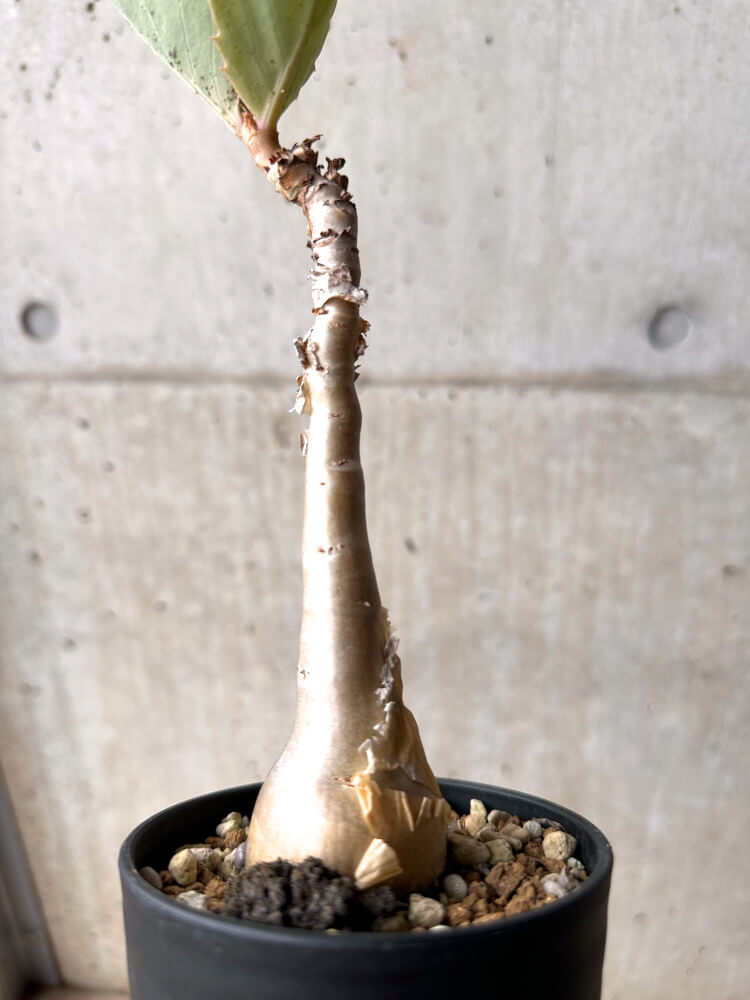 現品限り】キフォステンマ・バイネシー【D21】 Cyphostemma bainesii
