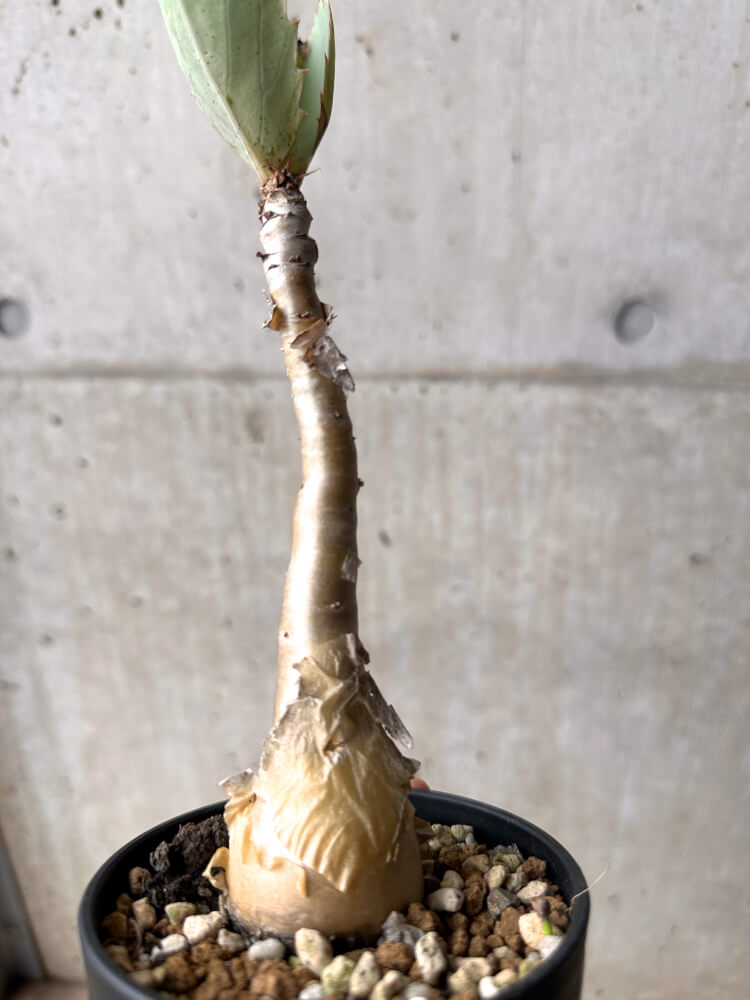 現品限り】キフォステンマ・バイネシー【D21】 Cyphostemma bainesii