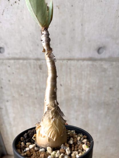 【現品限り】キフォステンマ・バイネシー【D21】 Cyphostemma bainesii