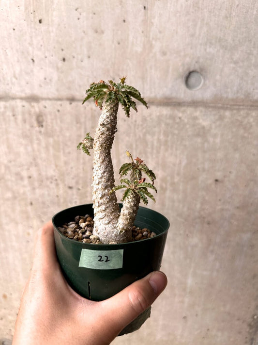 【現品限り】ドルステニア・ホルウッディ【D22】 Dorstenia horwoodii