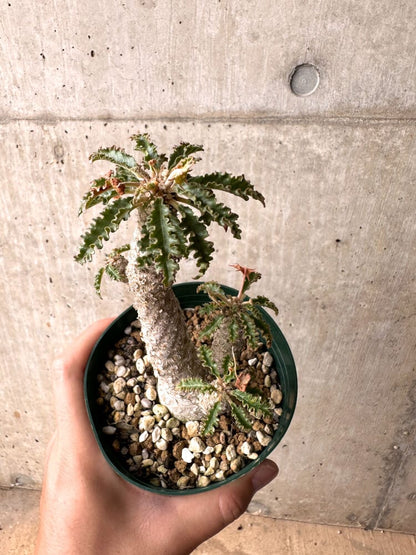 【現品限り】ドルステニア・ホルウッディ【D22】 Dorstenia horwoodii