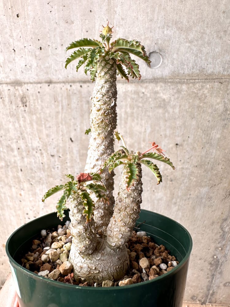 【現品限り】ドルステニア・ホルウッディ【D22】 Dorstenia horwoodii