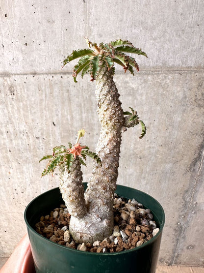 【現品限り】ドルステニア・ホルウッディ【D22】 Dorstenia horwoodii