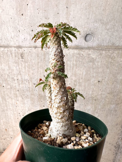 【現品限り】ドルステニア・ホルウッディ【D22】 Dorstenia horwoodii