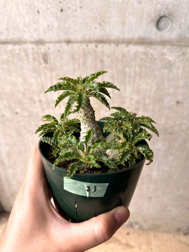 現品限り】ドルステニア・ホルウッディ【D23】 Dorstenia horwoodii