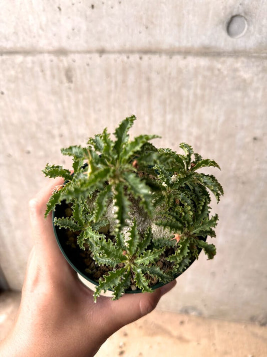 【現品限り】ドルステニア・ホルウッディ【D23】 Dorstenia horwoodii