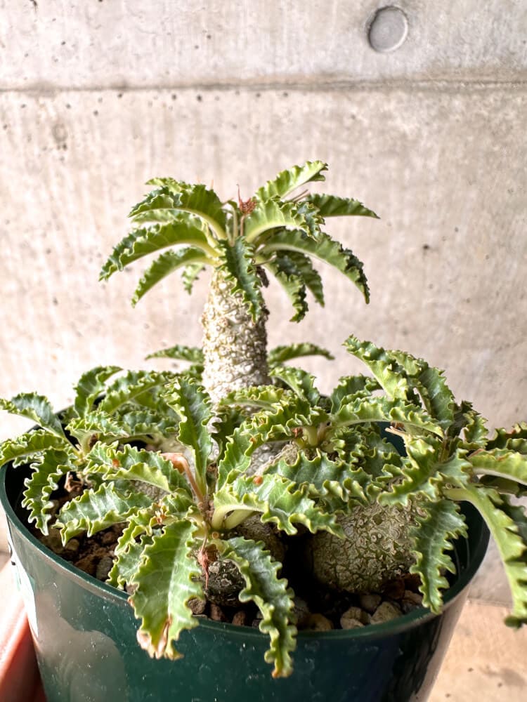 現品限り】ドルステニア・ホルウッディ【D23】 Dorstenia horwoodii