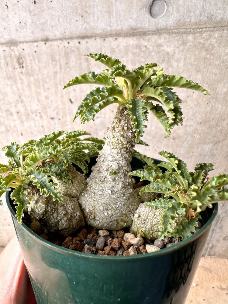 現品限り】ドルステニア・ホルウッディ【D23】 Dorstenia horwoodii