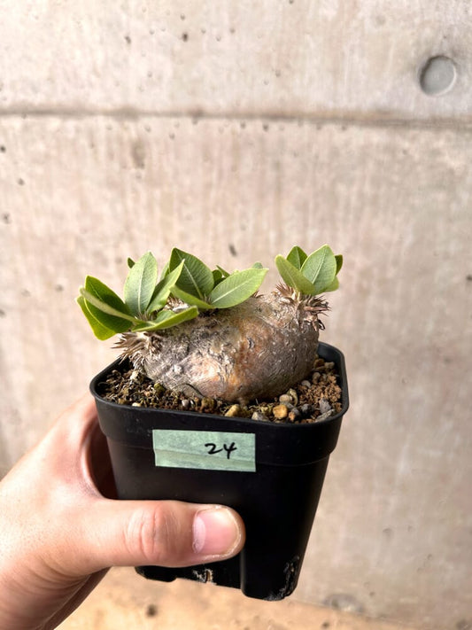【現品限り】パキポディウム・ブレビカウレ 現地株 2年以上管理【D24】 Pachypodium brevicaule