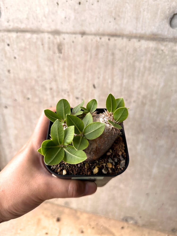 【現品限り】パキポディウム・ブレビカウレ 現地株 2年以上管理【D24】 Pachypodium brevicaule