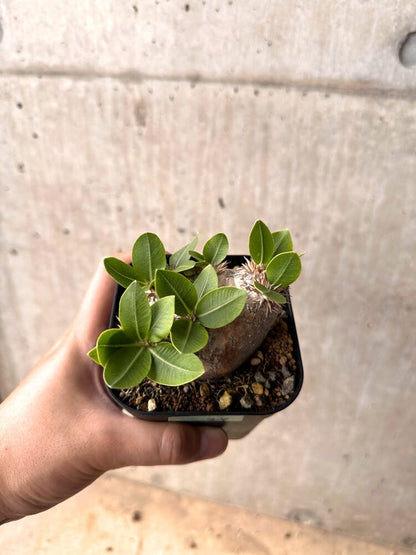 【現品限り】パキポディウム・ブレビカウレ 現地株 2年以上管理【D24】 Pachypodium brevicaule