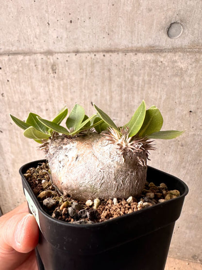 【現品限り】パキポディウム・ブレビカウレ 現地株 2年以上管理【D24】 Pachypodium brevicaule