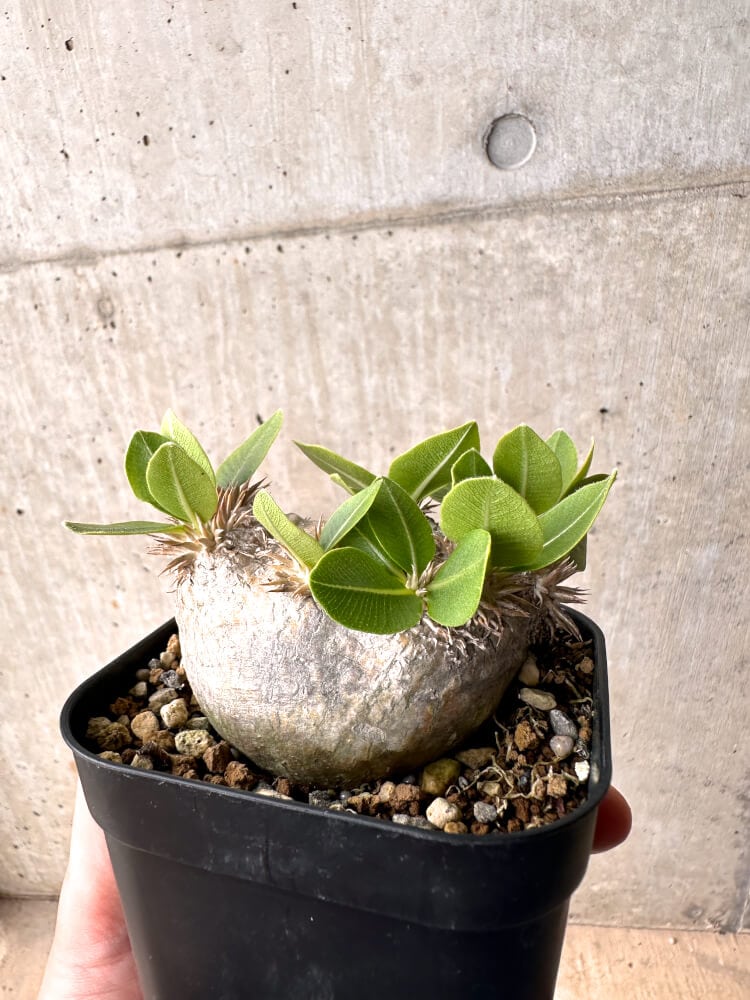 【現品限り】パキポディウム・ブレビカウレ 現地株 2年以上管理【D24】 Pachypodium brevicaule