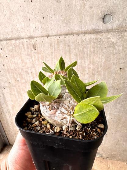 【現品限り】パキポディウム・ブレビカウレ 現地株 2年以上管理【D24】 Pachypodium brevicaule
