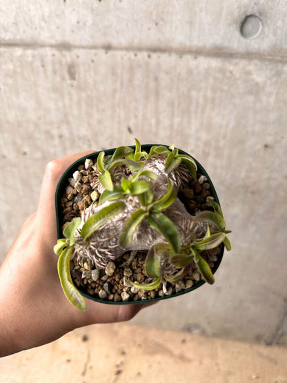 【現品限り】パキポディウム・ブレビカウレ 実生 大株【D25】 Pachypodium brevicaule