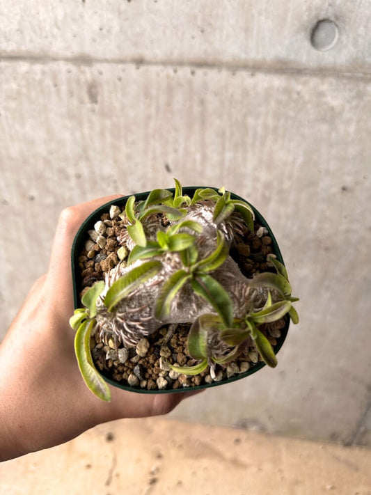 【現品限り】パキポディウム・ブレビカウレ 実生 大株【D25】 Pachypodium brevicaule