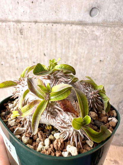 【現品限り】パキポディウム・ブレビカウレ 実生 大株【D25】 Pachypodium brevicaule