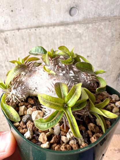 【現品限り】パキポディウム・ブレビカウレ 実生 大株【D25】 Pachypodium brevicaule