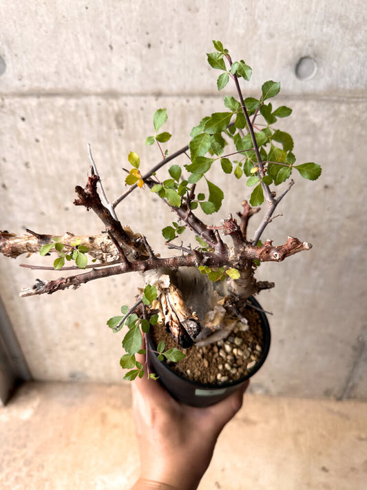 【現品限り】コミフォラ・カタフ ターカネンシス 発根済み 2年以上管理【D2】 Commiphora kataf turkanensis