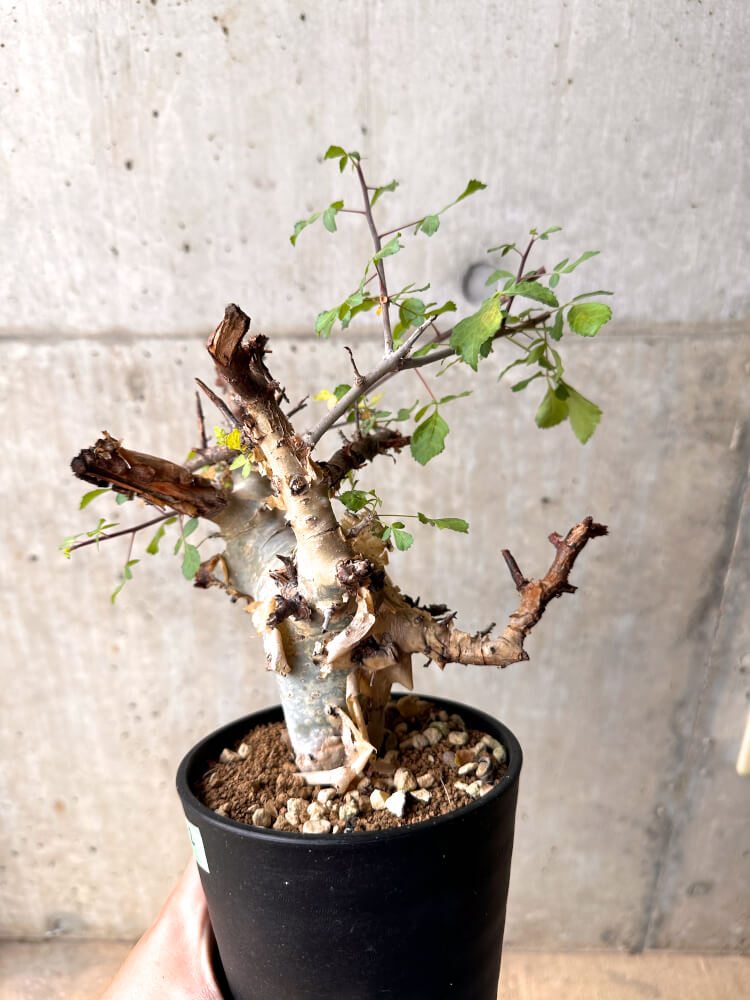 【現品限り】コミフォラ・カタフ ターカネンシス 発根済み 2年以上管理【D2】 Commiphora kataf turkanensis