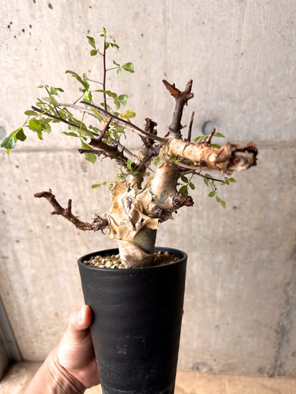 【現品限り】コミフォラ・カタフ ターカネンシス 発根済み 2年以上管理【D2】 Commiphora kataf turkanensis