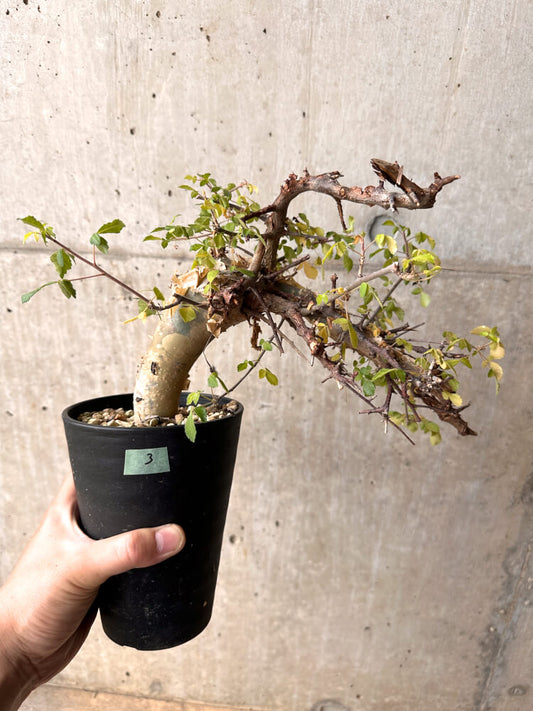 【現品限り】コミフォラ・カタフ ターカネンシス 発根済み 2年以上管理【D3】 Commiphora kataf turkanensis