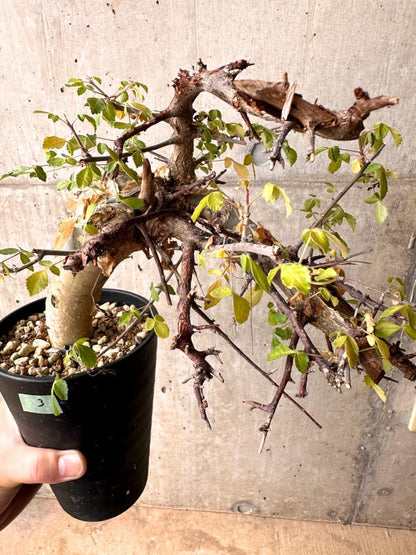 【現品限り】コミフォラ・カタフ ターカネンシス 発根済み 2年以上管理【D3】 Commiphora kataf turkanensis