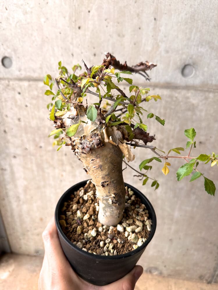 【現品限り】コミフォラ・カタフ ターカネンシス 発根済み 2年以上管理【D3】 Commiphora kataf turkanensis