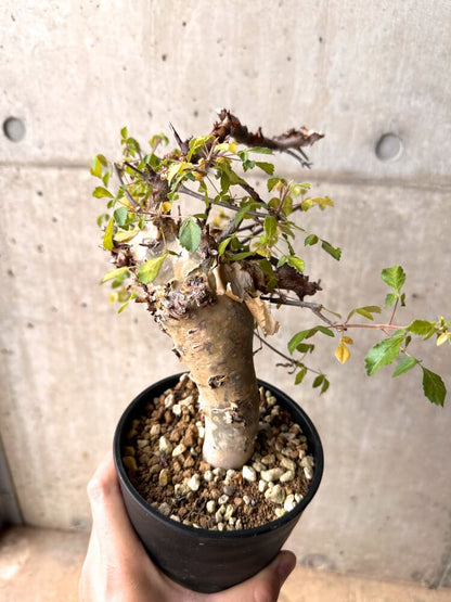 【現品限り】コミフォラ・カタフ ターカネンシス 発根済み 2年以上管理【D3】 Commiphora kataf turkanensis
