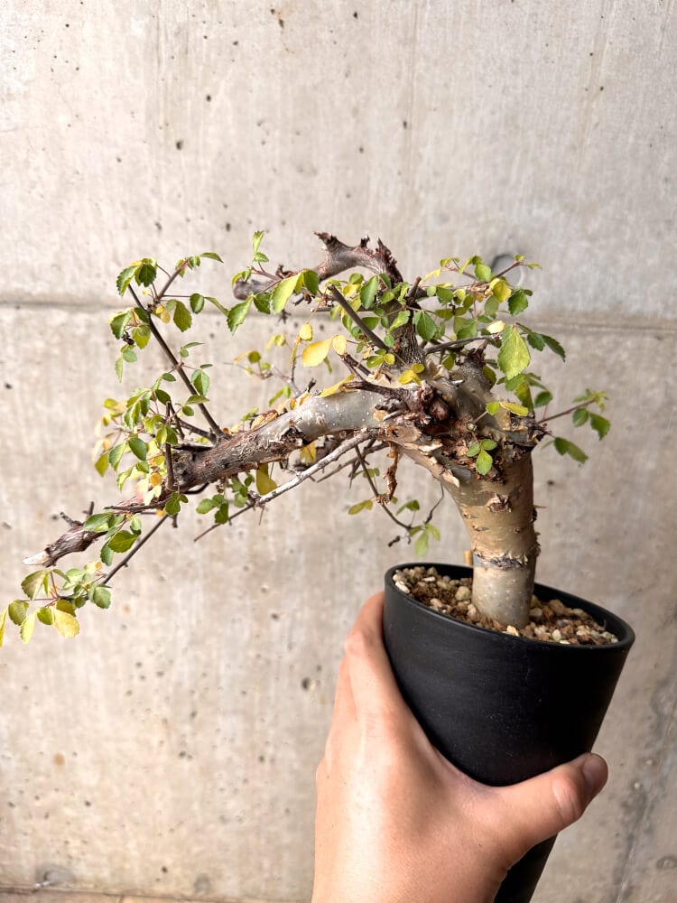 【現品限り】コミフォラ・カタフ ターカネンシス 発根済み 2年以上管理【D3】 Commiphora kataf turkanensis