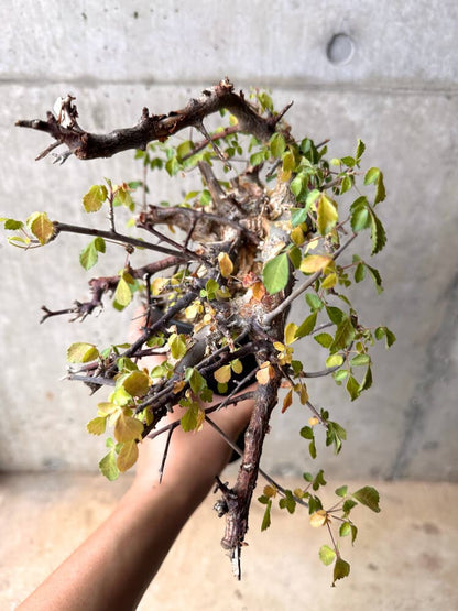 【現品限り】コミフォラ・カタフ ターカネンシス 発根済み 2年以上管理【D3】 Commiphora kataf turkanensis